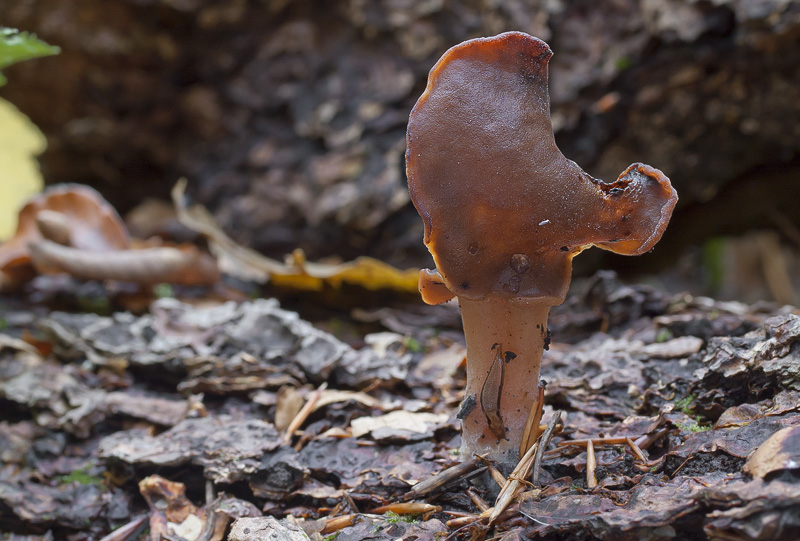 gyromitra infula